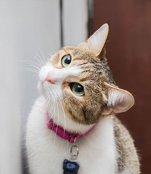 por qué mi gato abre la boca después de oler